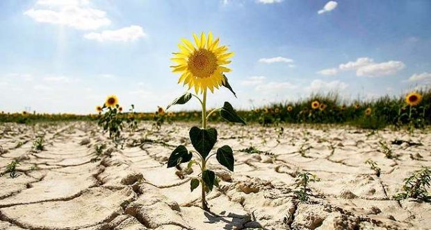 Частина Одещини може стати пустелею до 2050 року через зміну клімату
